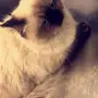قطة هملايا نادره سبب بيع سفر 