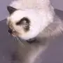 قطة هملايا سبب بيع سفر 