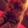 قطوه شيرازي تايقر 