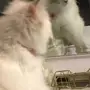 قطه للبيع