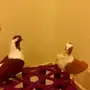 اجواز حمام 