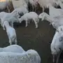 غنم حريات طيبه