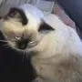 قطه للبيع