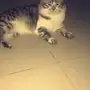 قط للتبني 
