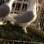 ((جوز شيرازي رصاصي))