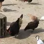 دجاج بلدي