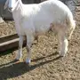 فحل حري صنف 