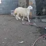 مشروع فحل حري 