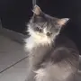 قطة للبيع