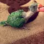 ابغا فرخ 