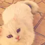 قطة شيرازية امريكية للبيع 