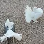 رقاص هندي معه فرخ كبير وصغير