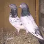 حمام بكستاني للبيع 