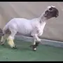 جذع طيب للبيع