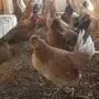 دجاج بلدي للبيع 