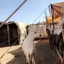 فحل كفو حرش من غنم شهران 