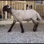 جذع فاخر فاخر للبيع