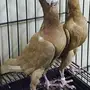 جوز كارير اصفر خارجي