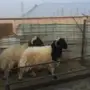 جذعان نعيم فحول   جرم ولون