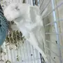 جوز بادجي الانثى هوقو والذكر هولندي