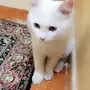 قطة للبيع 