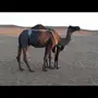 خلفه طيبه مجهم للبيع 