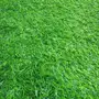 نجيله صناعية بااقل من سعر الجمله 