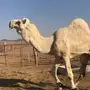 فحل ابل 