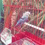 جوز هوقو الانثى وليفه وتاكل من اليد 