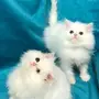 كيتن شيرازي ابيض بيور 