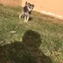 للبيع هاسكي 