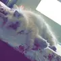 للبيع قطه هملايا انثى 