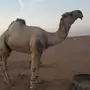 للبيع فحل طيب