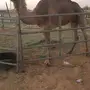 رحول للبيع 