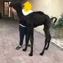 قعود ضيار عمره شهر يرضع من الرضاعة
