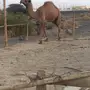 للبيع قعود مزاين 