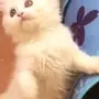 قطه للبيع شيرازيه