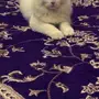 قط شيرازي 