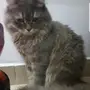 قط شيرازي امريكي 