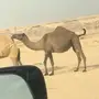 لقحه صفرا ملاقي على فحل كفو