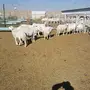 للبيع غنم حريات حرش
