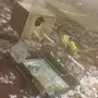 زوج بادجي للبيع 