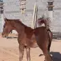 مهر للبيع 