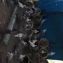 حمام مشكل 