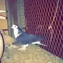 شيرازي 