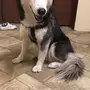 هاسكي ( مالموت )
