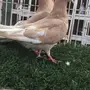 ((جوز هندي ((دم صافي))