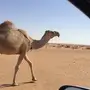 خلفه بكر شقحا تحتها قعود