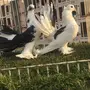 ( جوزين وفرده رقاص هندي للبيع جمله او تفريد))
