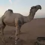 للبيع فحل